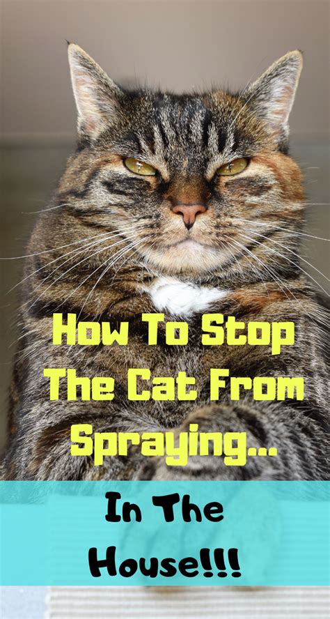 How To Stop A Cat From Spraying Everywhere Best Of 2020 - Cat Pee On ...