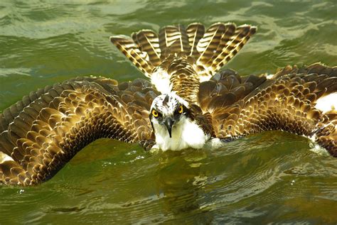 Fast Shutter: SAVING THE ((OSPREY)) AT LAKE MURRAY DAM. THE BIRD GOT ...