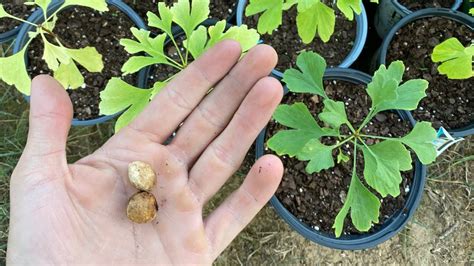 How to Plant Ginkgo Seeds for Successful Propagation