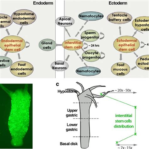 Stem cells and cell types in Hydra. A) Distribution of the different ...