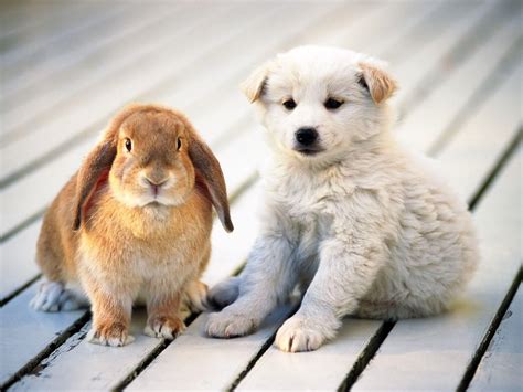 Bunny and puppy, outdoor fun! Bunny and puppy friends. | Puppy friends ...