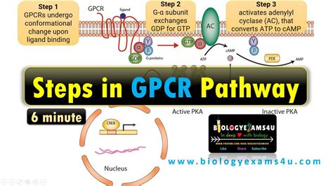 Structure of G Protein Coupled Receptor (GPCR) ||Steps in G Protein ...