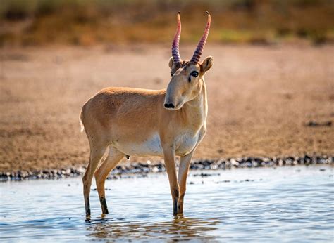 Saiga | Antelope, Description, Habitat, & Facts | Britannica