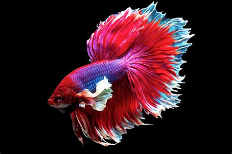 Betta Fish Minecraft Mob Skin