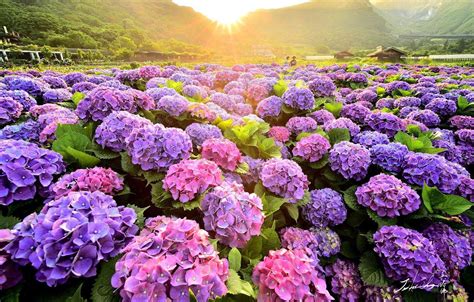 Hydrangea Wallpapers - Top Free Hydrangea Backgrounds - WallpaperAccess