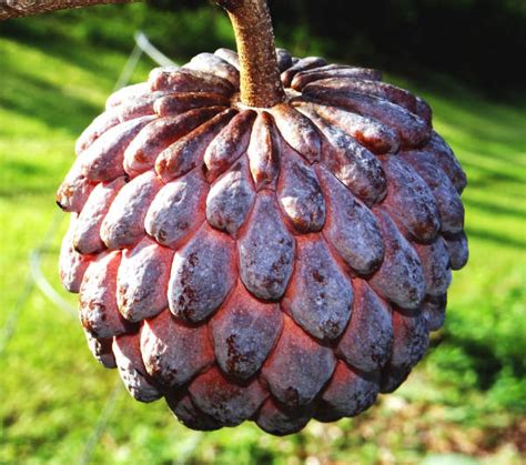 Red Custard Apple Tree