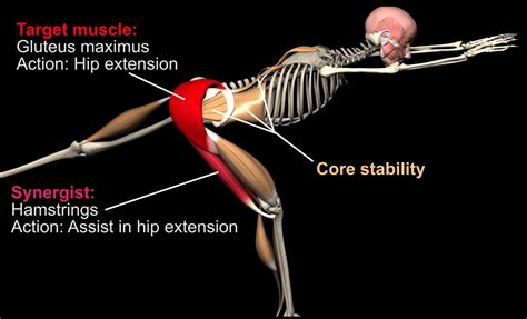 Single-Leg Hip Hinge | Glutes, core & stability (Full anatomical analysis)