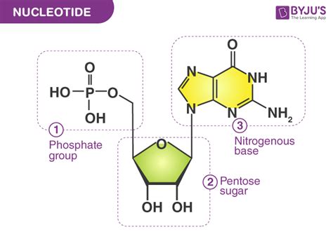 Which Best Describes the Structure of a Nucleotide - Jaden-has-Mercer