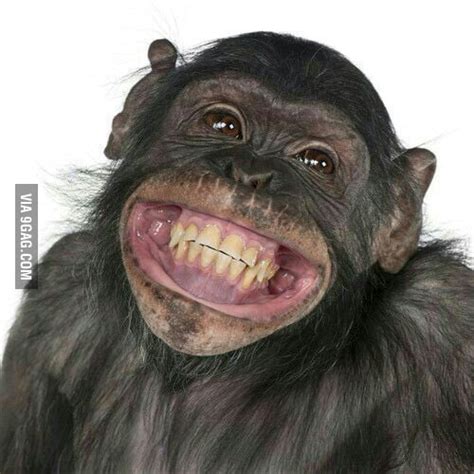 Just one happy monkey :) - 9GAG