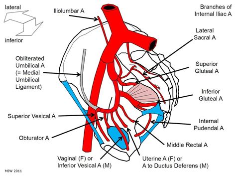 Branches Of Anterior Internal Iliac Artery