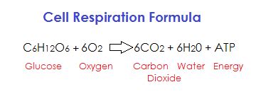 Looking Good What Is The Balanced Equation For Aerobic Respiration ...