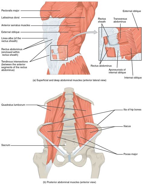 Axial Muscles of the Abdominal Wall and Thorax | Anatomy and Physiology