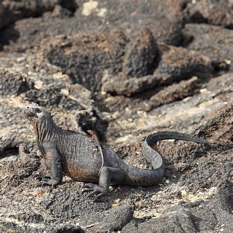 20+ Lava Lizard Copy Space Lizard Reptile Stock Photos, Pictures ...