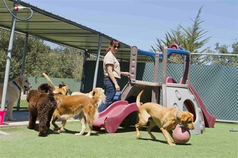 How To Chose The Best Dog Boarding | Pawderosa Ranch