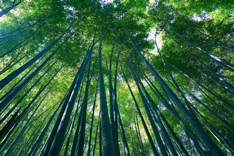 Sagano Bamboo forest Arashiyama Kyoto | Travel Arrange Japan