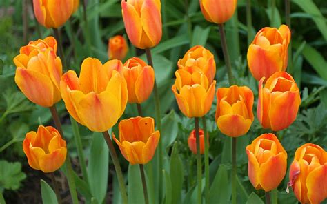 Download Orange Flower Flower Nature Tulip HD Wallpaper