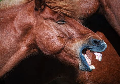 Why Horses Show Their Teeth - Smarter Horse