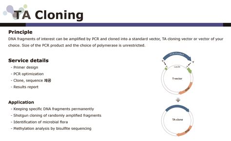 TA Cloning | Biosolution