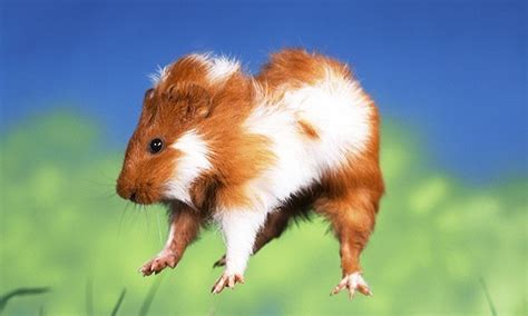 Popcorning? Why do Guinea Pigs do that? | Small Pet Select