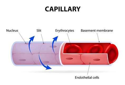 3 Types of Capillaries (Plus Interesting Facts)