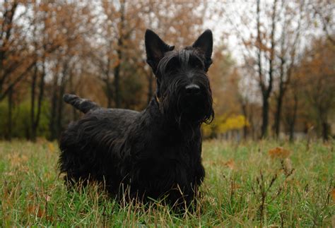 Scottish Terrier - SAKC Dogs Wiki