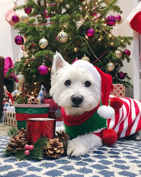 JJ the Westie ♥️🎄🍾🎁🎅🏻 | Christmas dog, Westies, West highland terrier