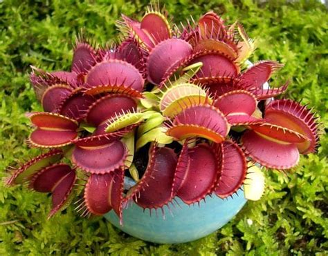 How to Grow Carnivorous plants | Care and Growing Information