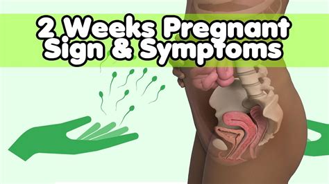 Symptoms Of 2 Week Pregnancy / 2 Weeks Pregnant Symptoms Tips And More ...