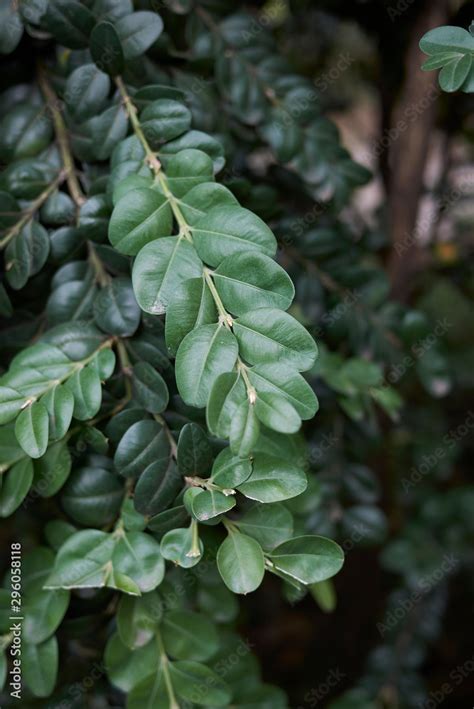 Buxus sempervirens Stock Photo | Adobe Stock