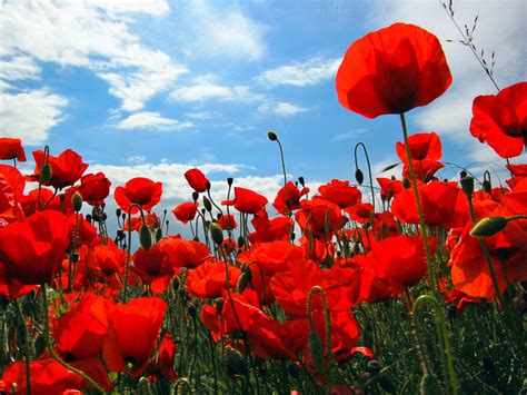 Download Red Flower Nature Poppy Wallpaper