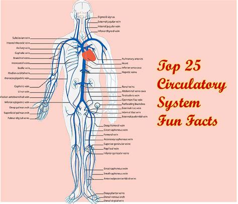 Top 25 Circulatory System Fun Facts (Updated 2023) | BioExplorer