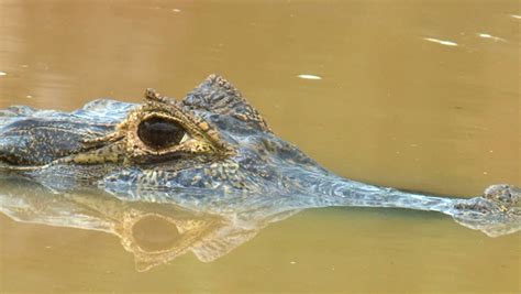 Brazil: Fauna Of Amazon River Region - Crocodile Stock Footage Video ...