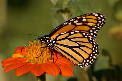 🔥 [100+] Monarch Butterfly Wallpapers | WallpaperSafari