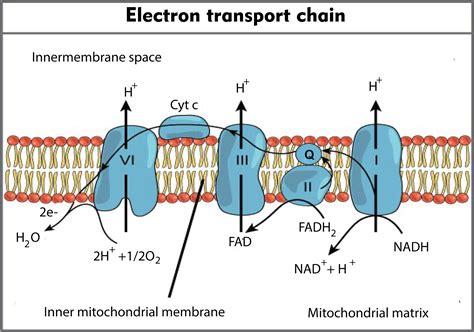 In the electron transport chain during terminal oxidation, the ...