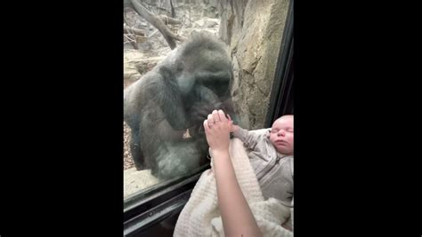 Gorilla Is Mesmerized by Newborn Baby Visiting Zoo