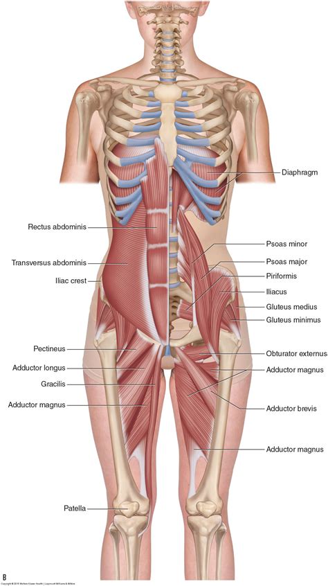 Muscles of the Pelvis