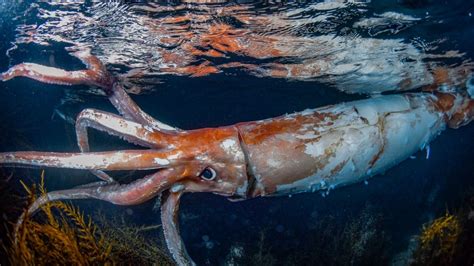 Giant squid: Diver captures stunning photos of rare 8-foot sea creature ...