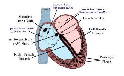 Function Of Av Node - slidesharetrick