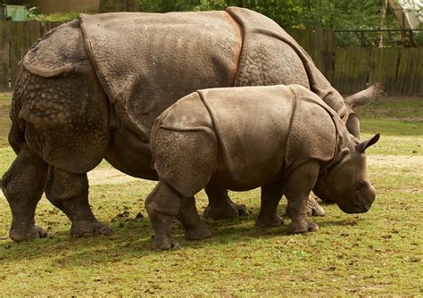 Javan rhinoceros (Rhinoceros sondaicus) - The Perfect World Foundation