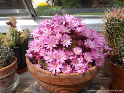 Flowering – Desert Plants Of Avalon