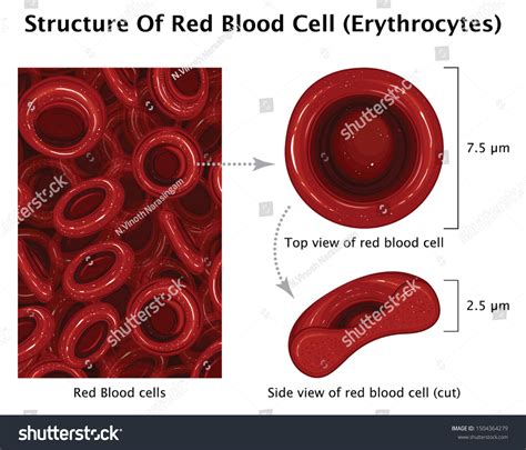 5 imagens de Top side view erythrocyte_red_blood_cell Imagens, fotos ...