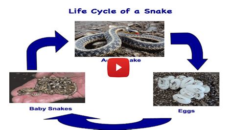 Rattlesnake Life Cycle Stages