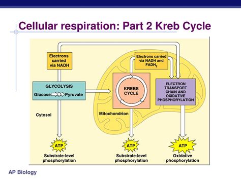 Cellular Respiration Krebs Cycle Diagram