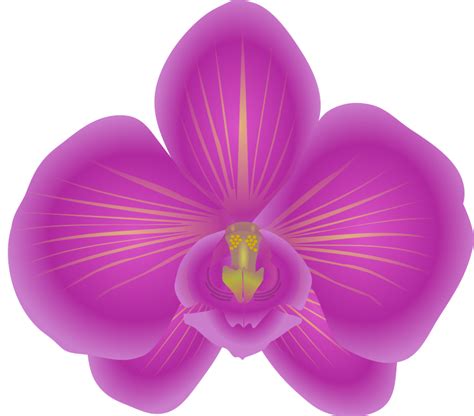 Orchid Plant Clipart