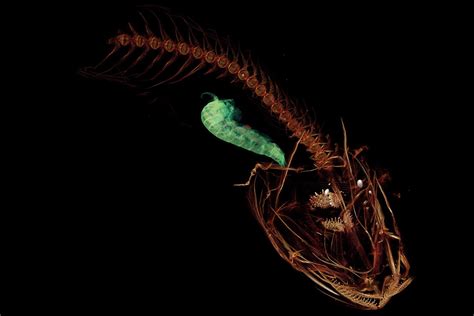 New Mariana Trench species is the deepest-dwelling fish in the ocean