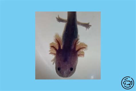 Lavender Axolotl - Care, Lifespan, Diet & More! - Fishkeeping Expert