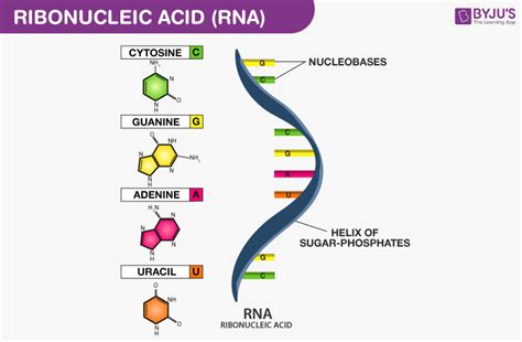 Nucleic Acid and Genetic Code - Structure and the Functions