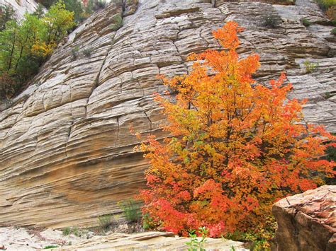 Bigtooth Maple | A bigtooth maple bursts with color in Order… | Flickr