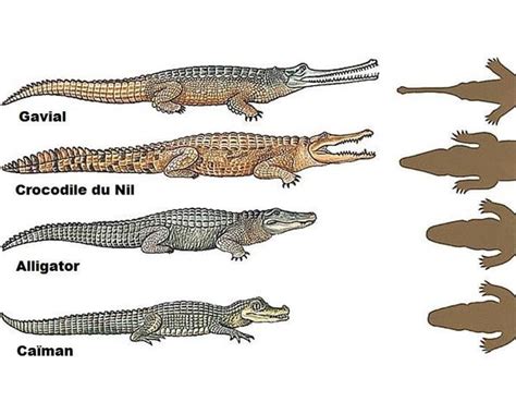 The Differences Between Crocodile, Caiman, and Alligator