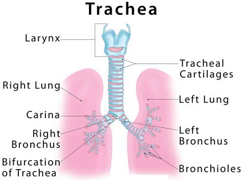 Tracheal Cartilages Anatomy Function Diagram Body Maps | The Best Porn ...